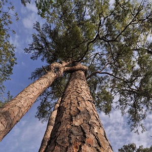 treenr